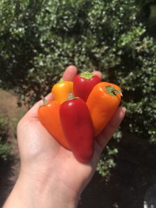 a hand holding small sweet peppers